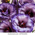 韩国年轻岳在线观看 dm0m7