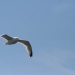 五十度黑未删减版在线观看第二部:揭开禁忌爱情的真相与激情 2265ba9x7