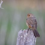 五十度黑在线观看未删减版:豆瓣评分与影评解析 mx40v30